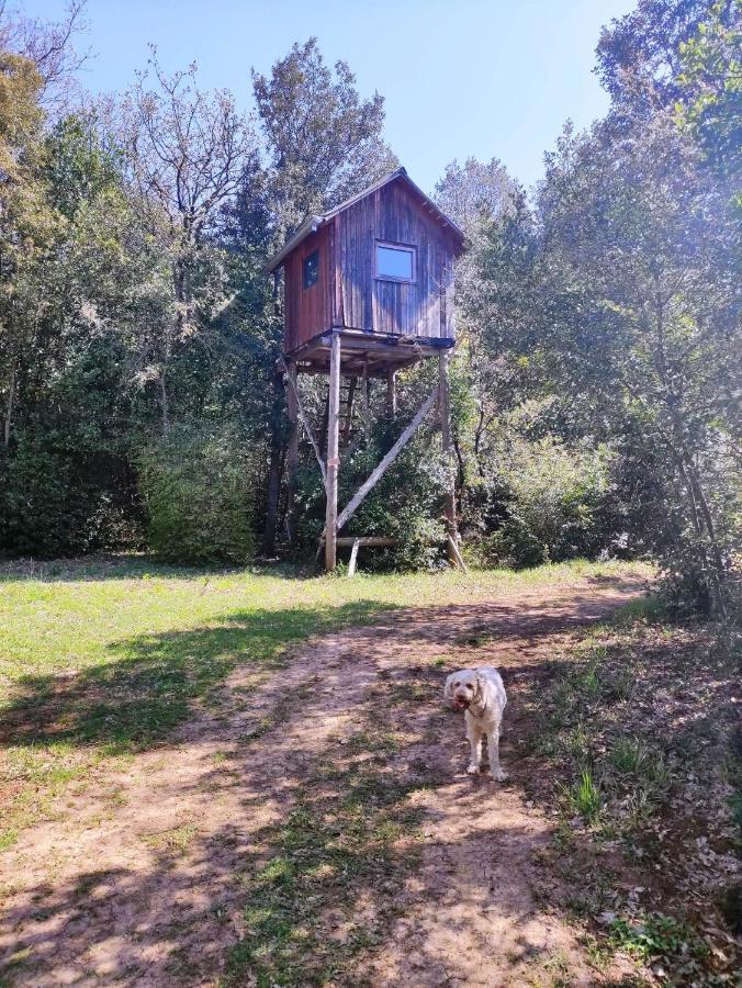 Case de vacanță Casetta Olivetta